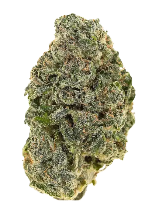 Bad Apple by Aficionado French Connection