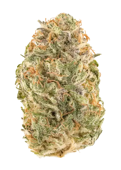 Lava Flower