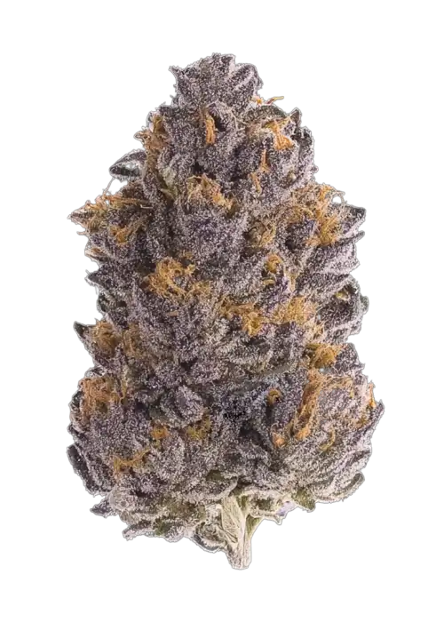 Black Truffle Blooberry