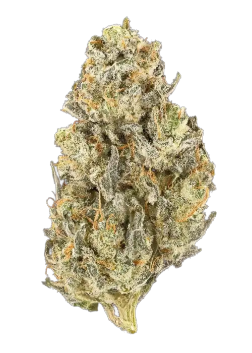 Lambo Haze