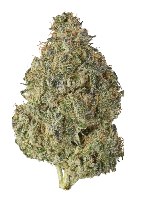 Pineapple Blossom