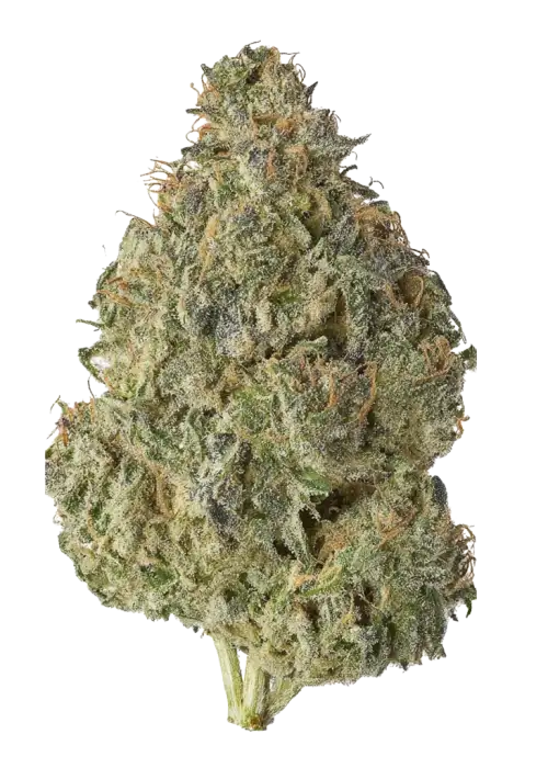 Pineapple Blossom