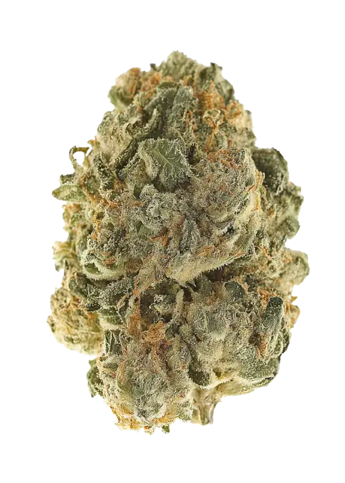 Buddha Bliss
