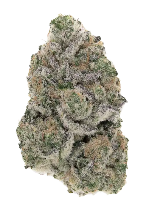 Blueberry Pie by Raw Genetics