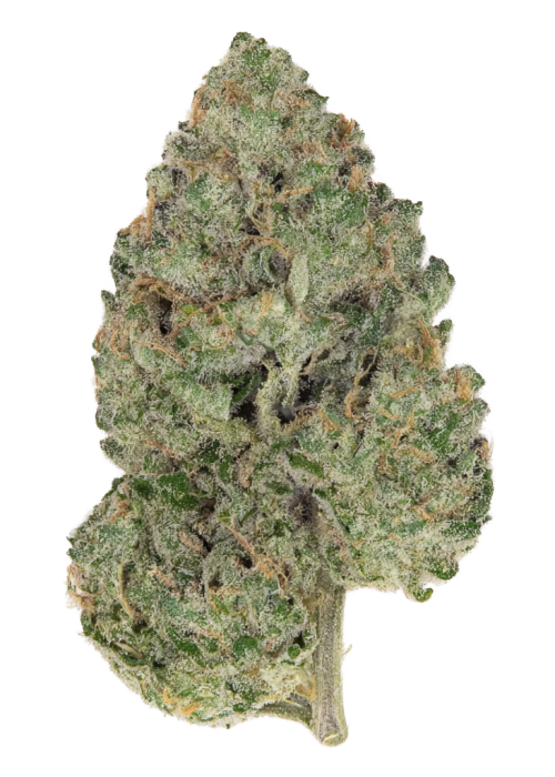 Zour 99