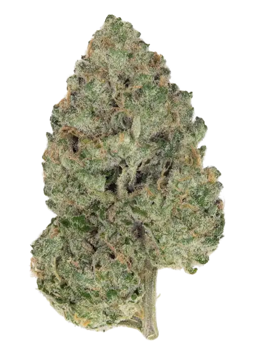 Zour 99