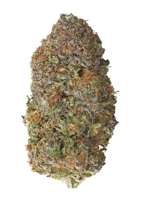Zour Queen