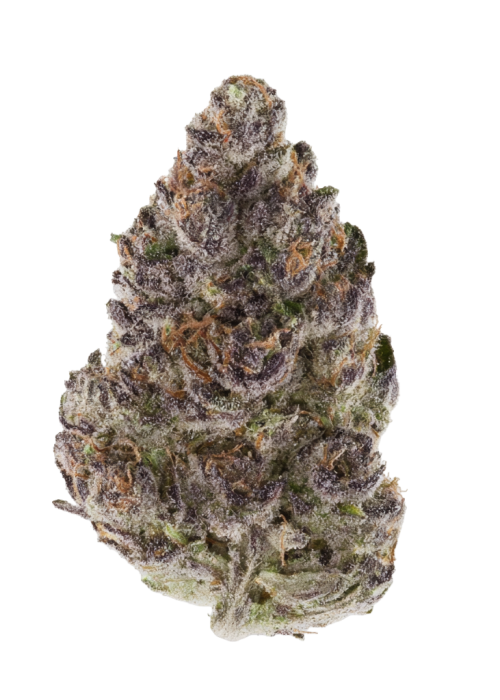 Zour Gravity
