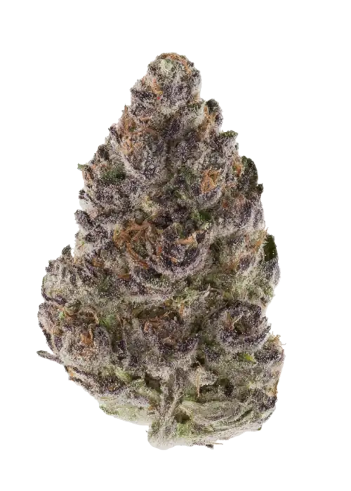Zour Gravity