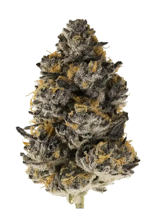 Zour Bananaconda