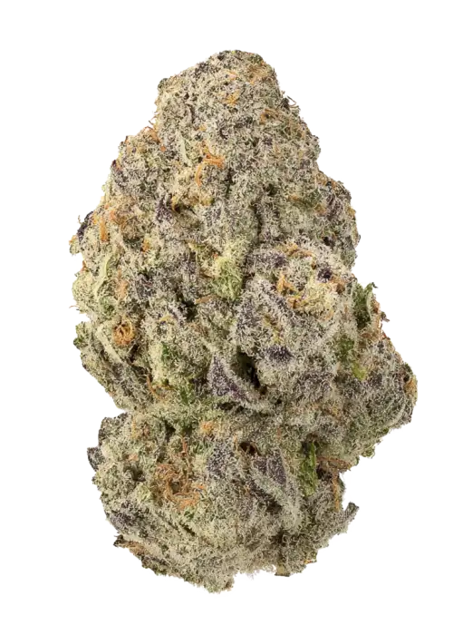 Zour Tangie
