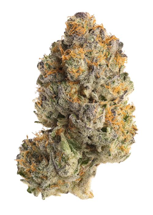Zour Hash Plant