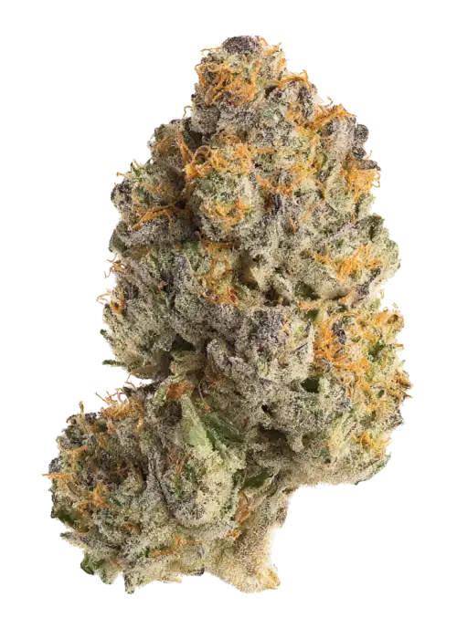Zour Hash Plant