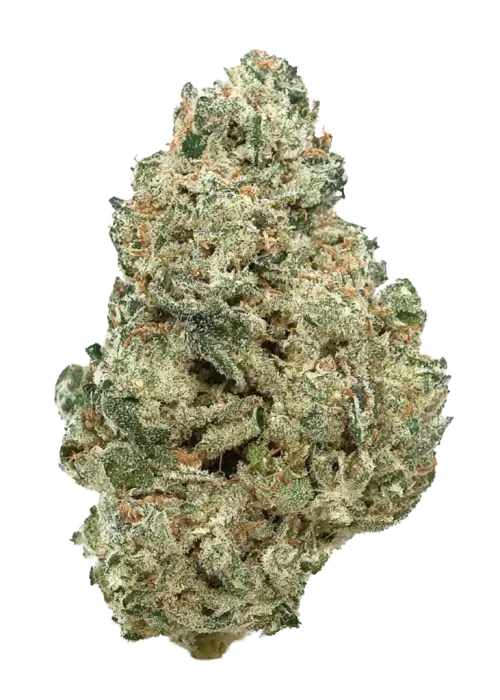 Tahoe Banger