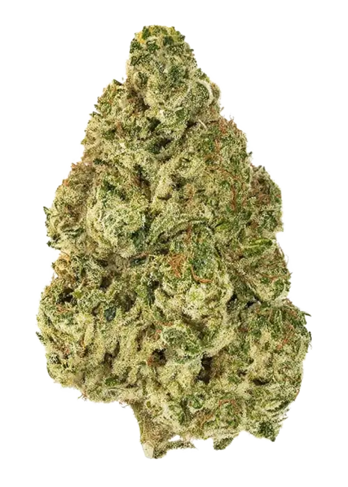 Head Rush by Karma Genetics