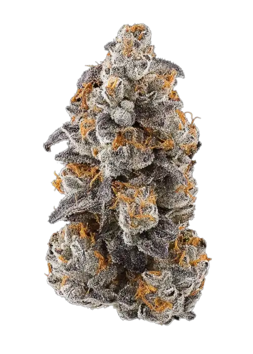 Qrazytrain F2