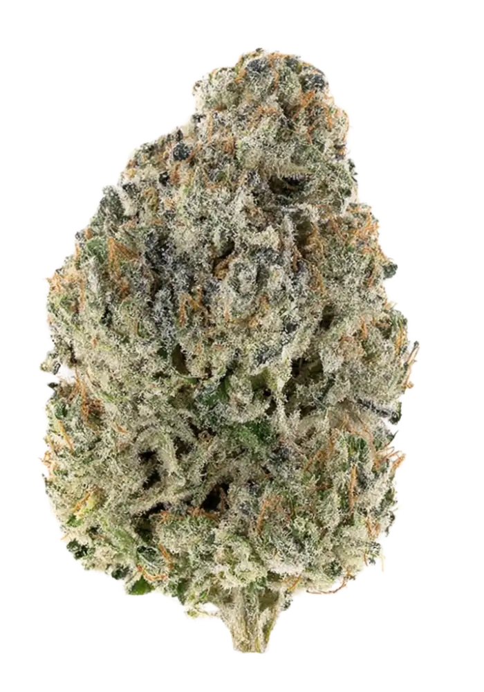 Cherry Expo Cannabis Strain Information - GrowDiaries