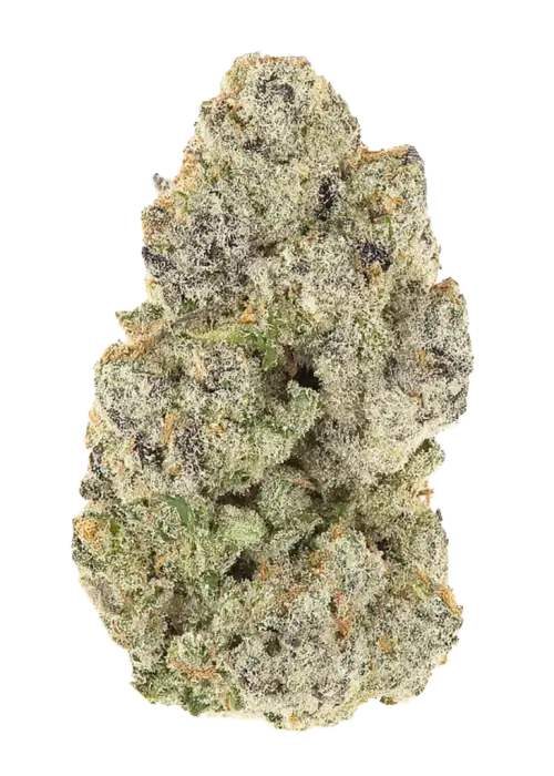 Diesel Latte