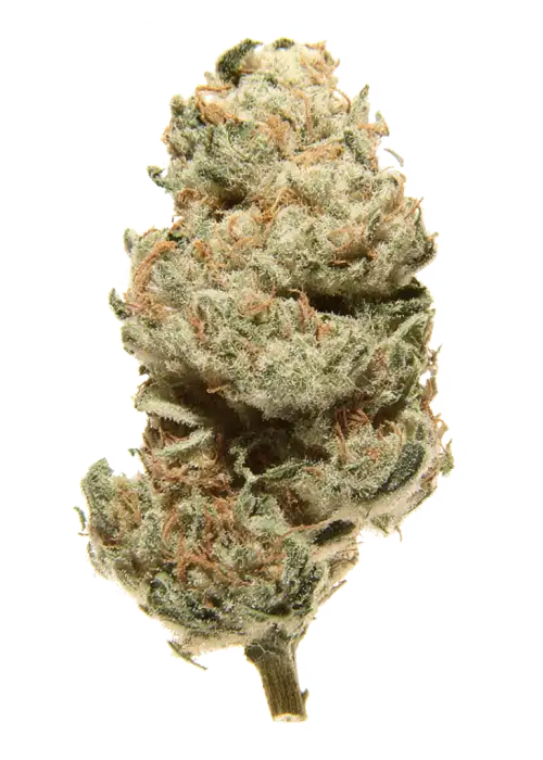 Sour Animal