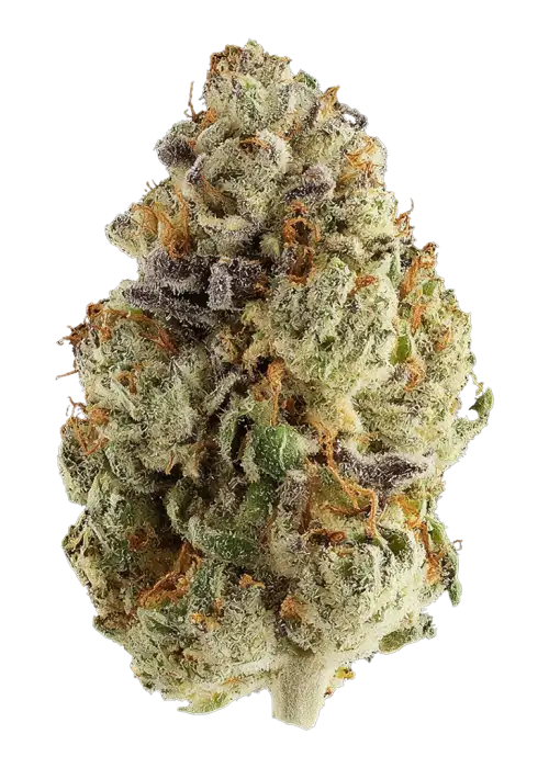Fiji Berries