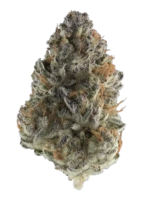 Mochi Melon F1
