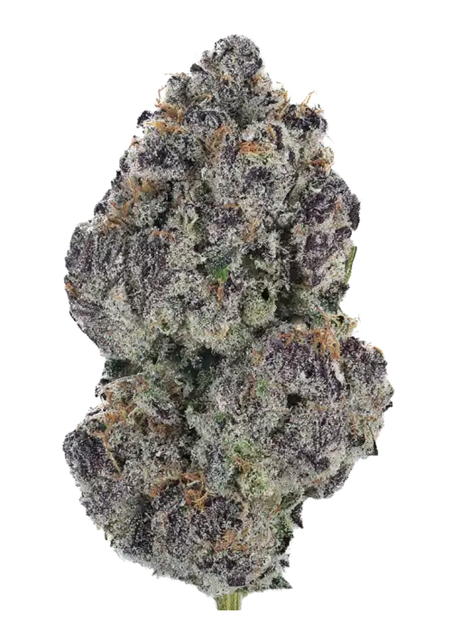 Cherry Knockout