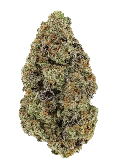 Lemon Cherry Blossoms