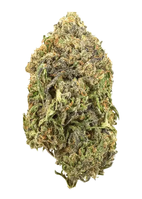 Blue Ginseng