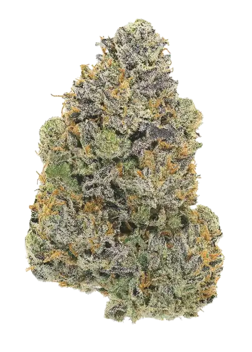 Hollywood Haze