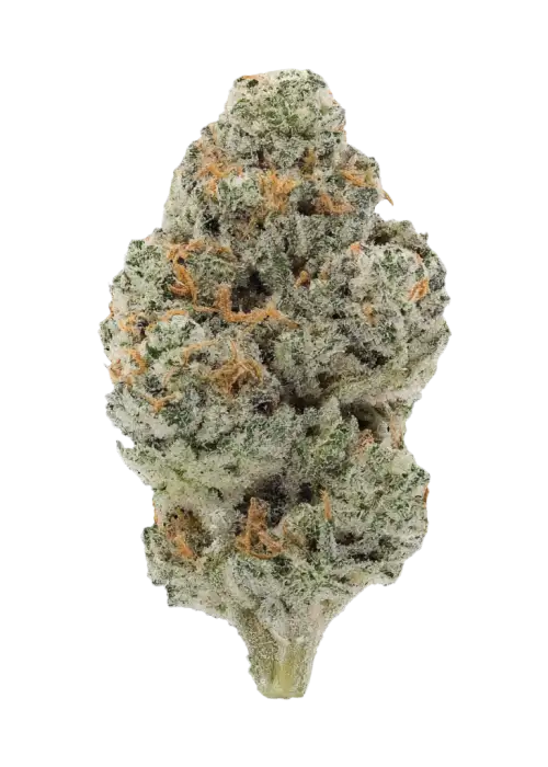 Mary