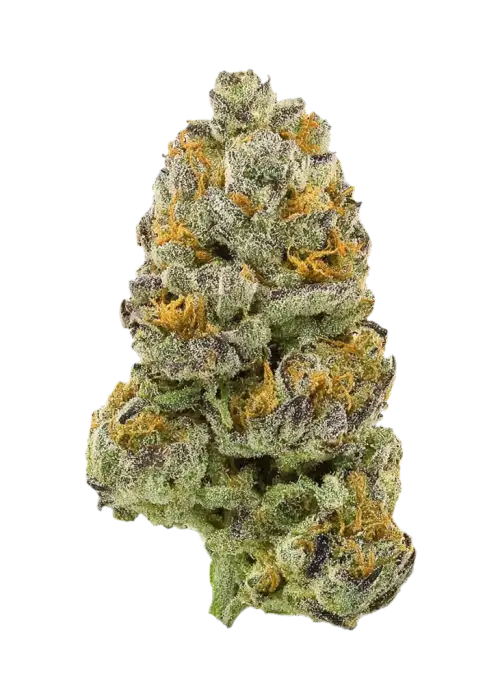 Egyptian Orange