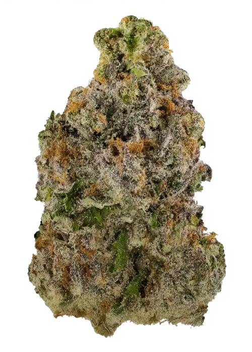 Papaya Republic