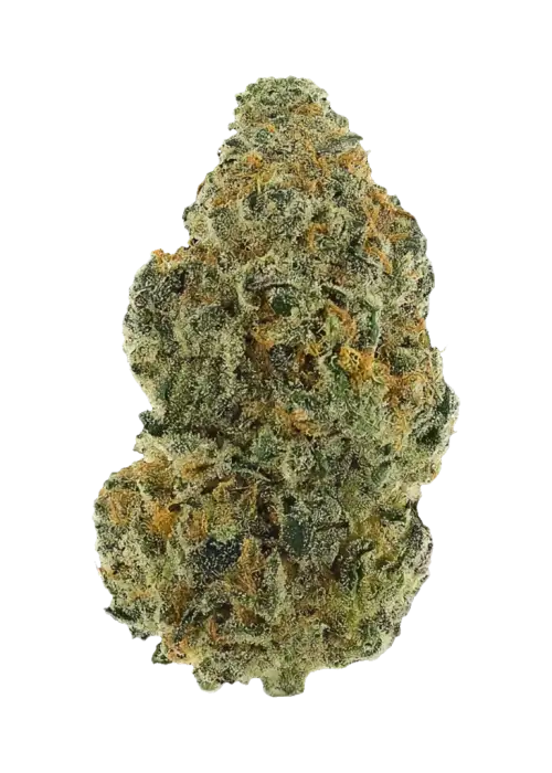 Cheri Oasis