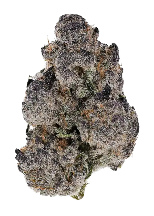 Black Truffle by 3rd Coast