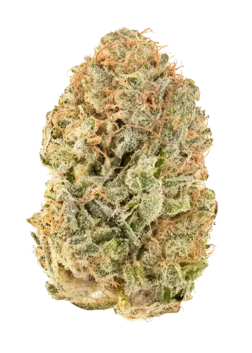 Platinum Afghani