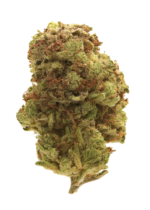 Mango Dream