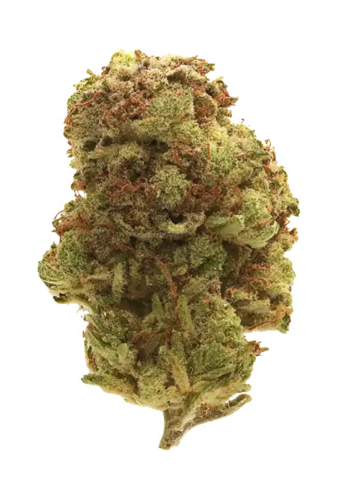 Mango Dream