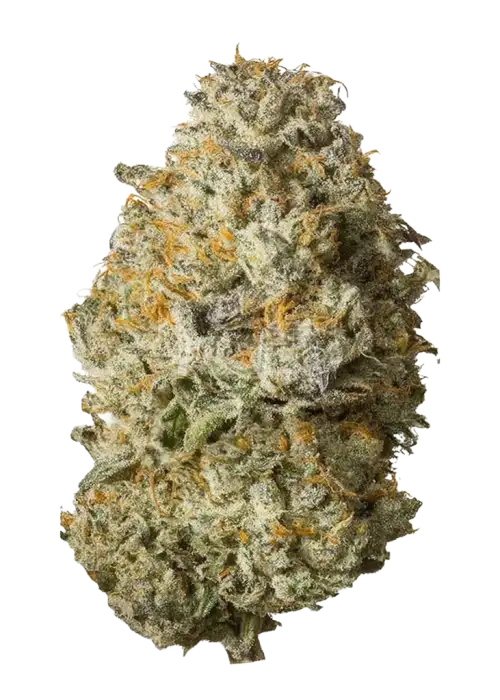 Frosted Grapes XXL
