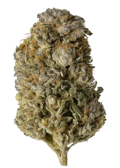 Mega CNDY