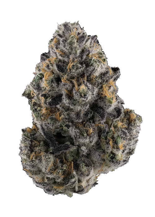 Giraffe Puzzy by Seed Junky