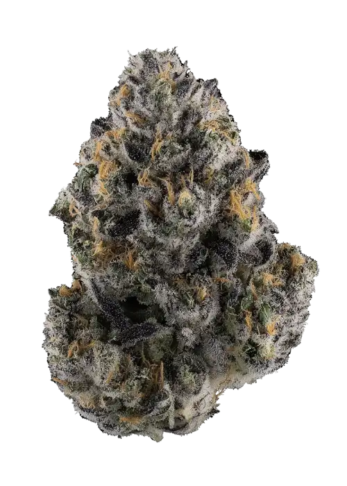 Giraffe Puzzy by Seed Junky
