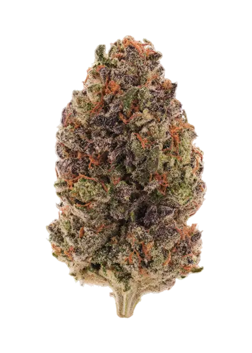 Blackout Truffle