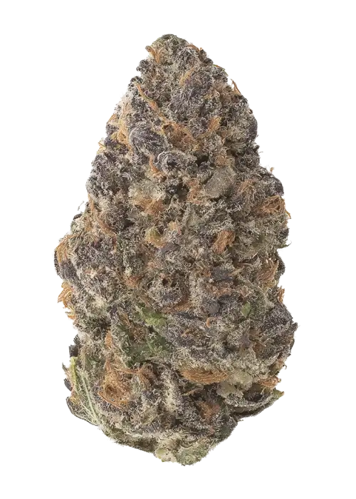 Pink Zazul