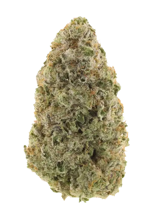 Mac Mintz by Voyage Bloom