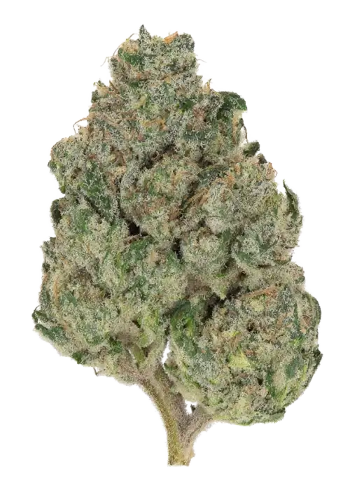 ‘09 Animal Cookies x Starfighter