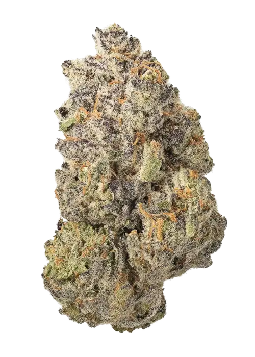 Apple Fritter x Cinderella 99 BX