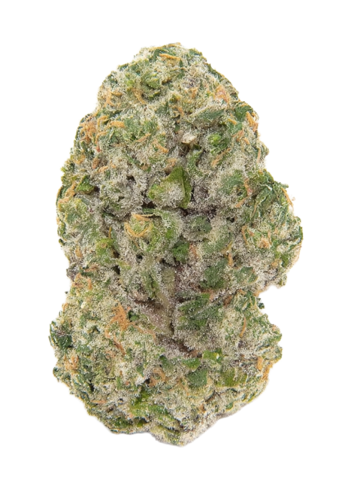 Black Maple 22 x Slime'z