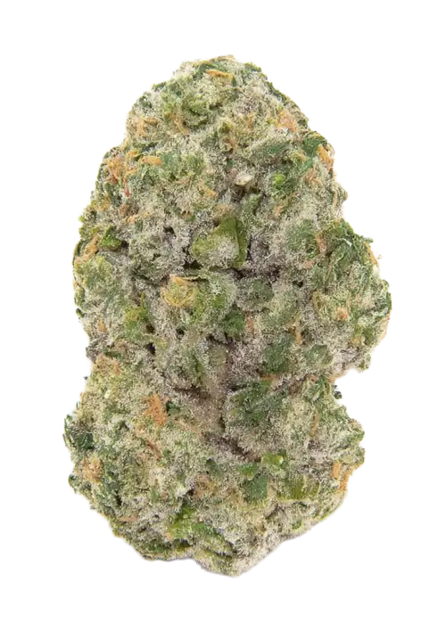 Black Maple 22 x Slime'z