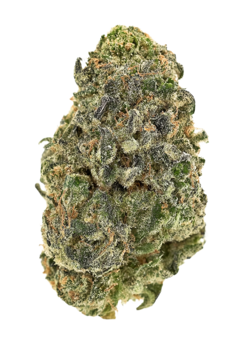 Black Maple 22 x Sour Dubb
