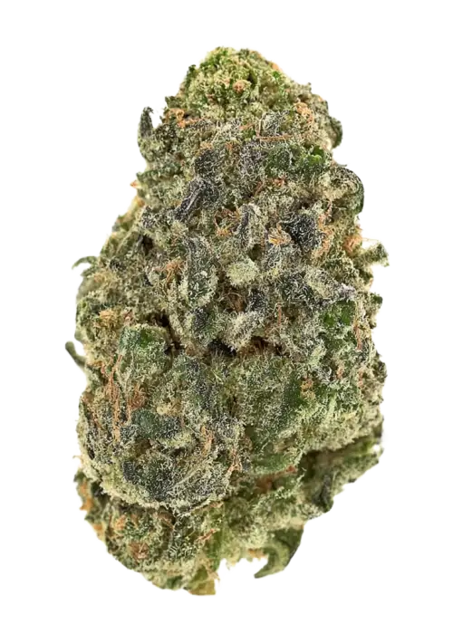 Black Maple 22 x Sour Dubb